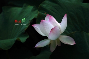 (chujy) 新竹靜心荷