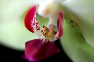 花花世界