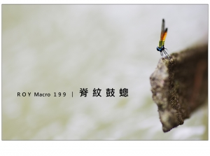 R O Y Macro 1 9 9 │ 脊 紋 鼓 蟌