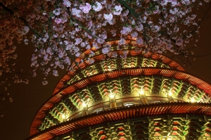 無極夜櫻