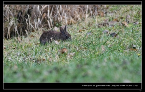 EF 400mm F5.6 山上兩齒的巧遇-2 兔年行大運