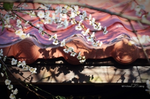 梅情雪意 柳家梅園