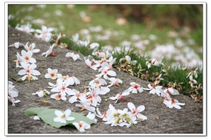 桐花樂活-客家大院