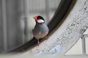 55-250 打麻雀~(經版友證明，是文鳥~)