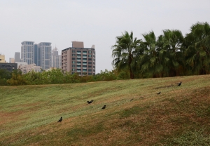 :::高雄市中央公園  _ jyp.