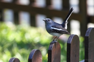植物園晃晃拍個鳥影