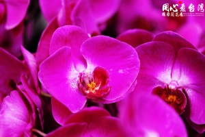 2009年台灣國際蘭花展