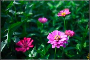 小花