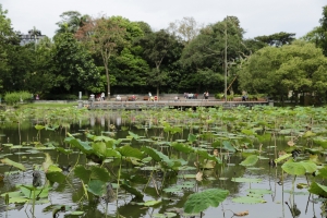 植物園隨手拍 小白兔