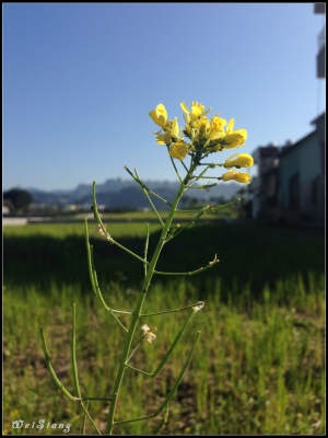 相機送調焦~手機賞花go