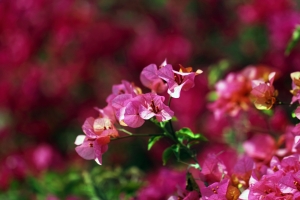 紅通通的一片，各位給個建議吧！