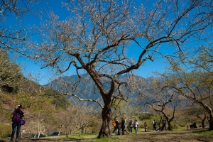 南投信義柳家梅園(2013.1.15)