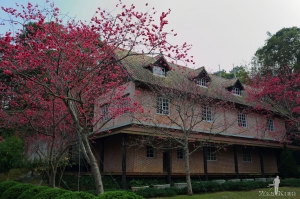 新社古堡&秋紅谷