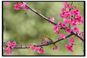 春天到了,鳥語花香
