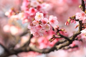 櫻花樂