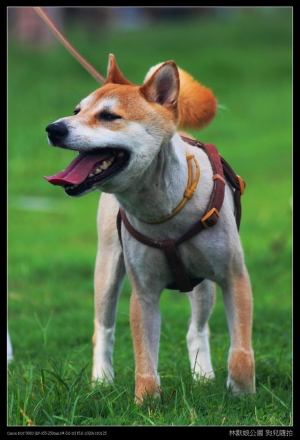 林默娘公園 狗兒隨拍！！