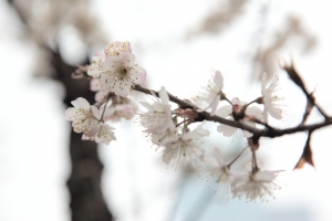 賞花 與 新DPP HDR 測試