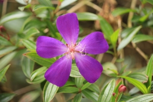 新手試拍之陽明山花鐘