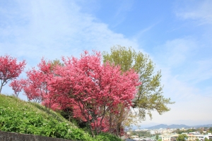 2012新社 櫻華季