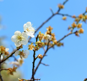 EFS 18-55 尋梅 by 攝工