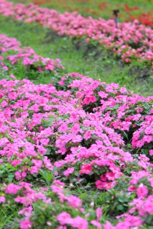 台東知本花海(新手拍攝)