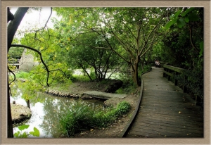 關渡自然公園雜拍