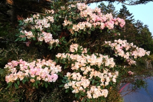 春遊〔一〕— 合歡山高山杜鵑