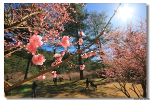 武陵賞梅記