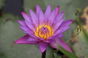 亞洲大學的荷花
