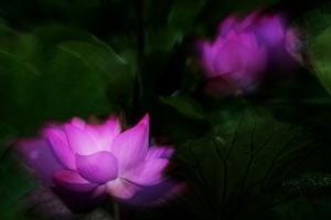 2012-6-17 荷花