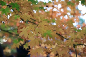 福壽山楓葉