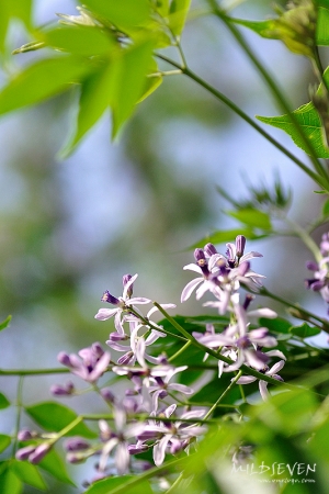 抱歉~~不知道花名...