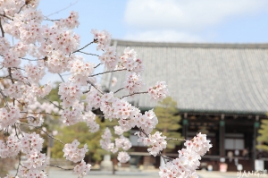 京都嵐山清涼寺、大覚寺