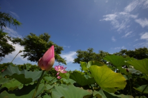 向日農場