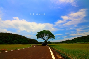 苗栗西湖~伯朗大道!!