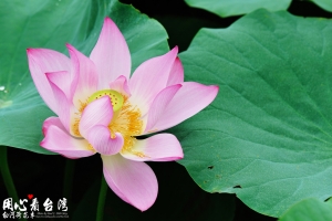 白河荷花季