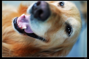 Hebe狗狗~外拍拉~XD