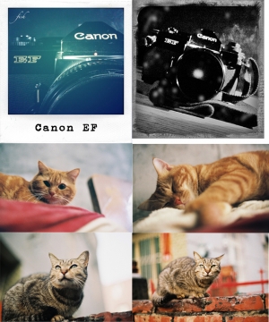 NEW Camera in