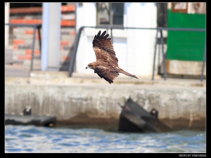 基隆港猛禽-黑鳶