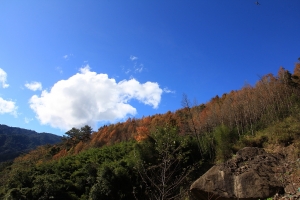 霞客羅古道_賞楓