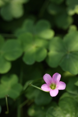 又是花草