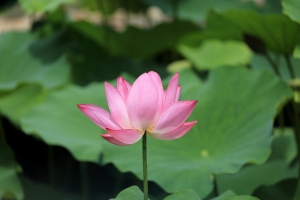 中興新村 荷花 (2015-06-02)