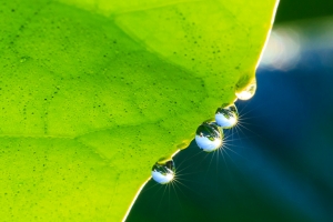 "蜂荷日麗"好天氣!