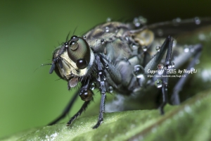 微距攝影-長足虻