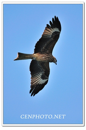 黑鳶