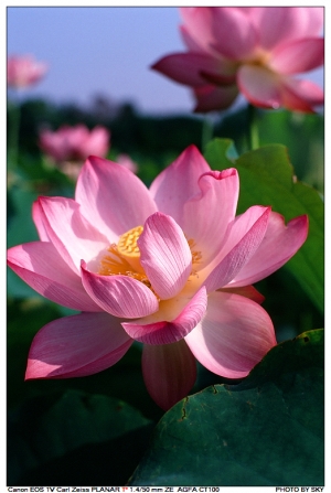[正片]台大農改場(Carl Zeiss PLANAR T* 1.4/50 mm ZE)
