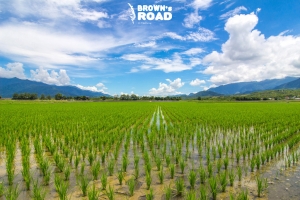 Brown's Road - 城武大道