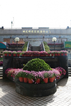 新春 田尾公路花園賞花