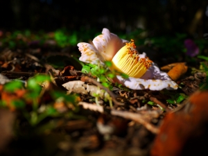 陽明山隨拍 by sunlypan