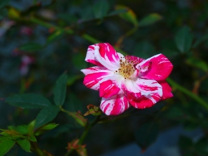 ZUIKO 14-42 花花世界-bevis